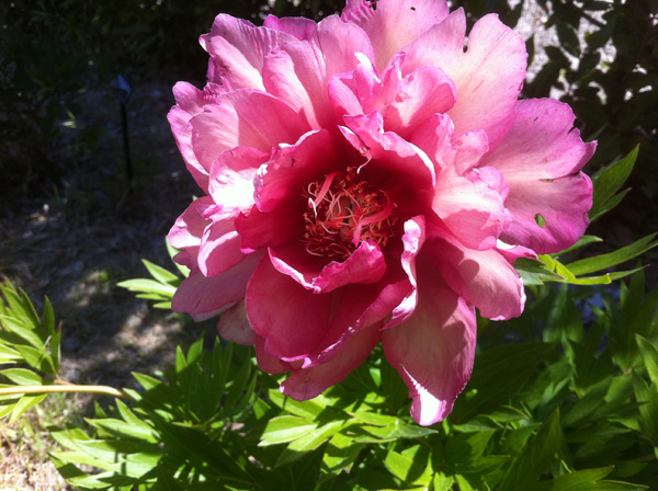 Les jardins de Payan